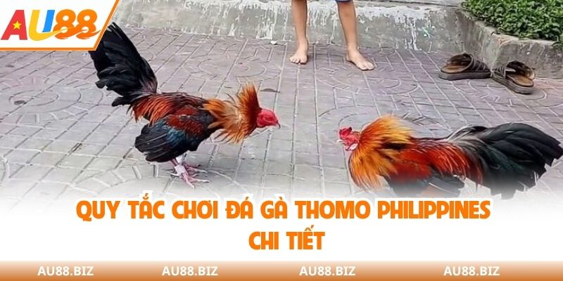 Quy tắc chơi đá gà thomo Philippines chi tiết